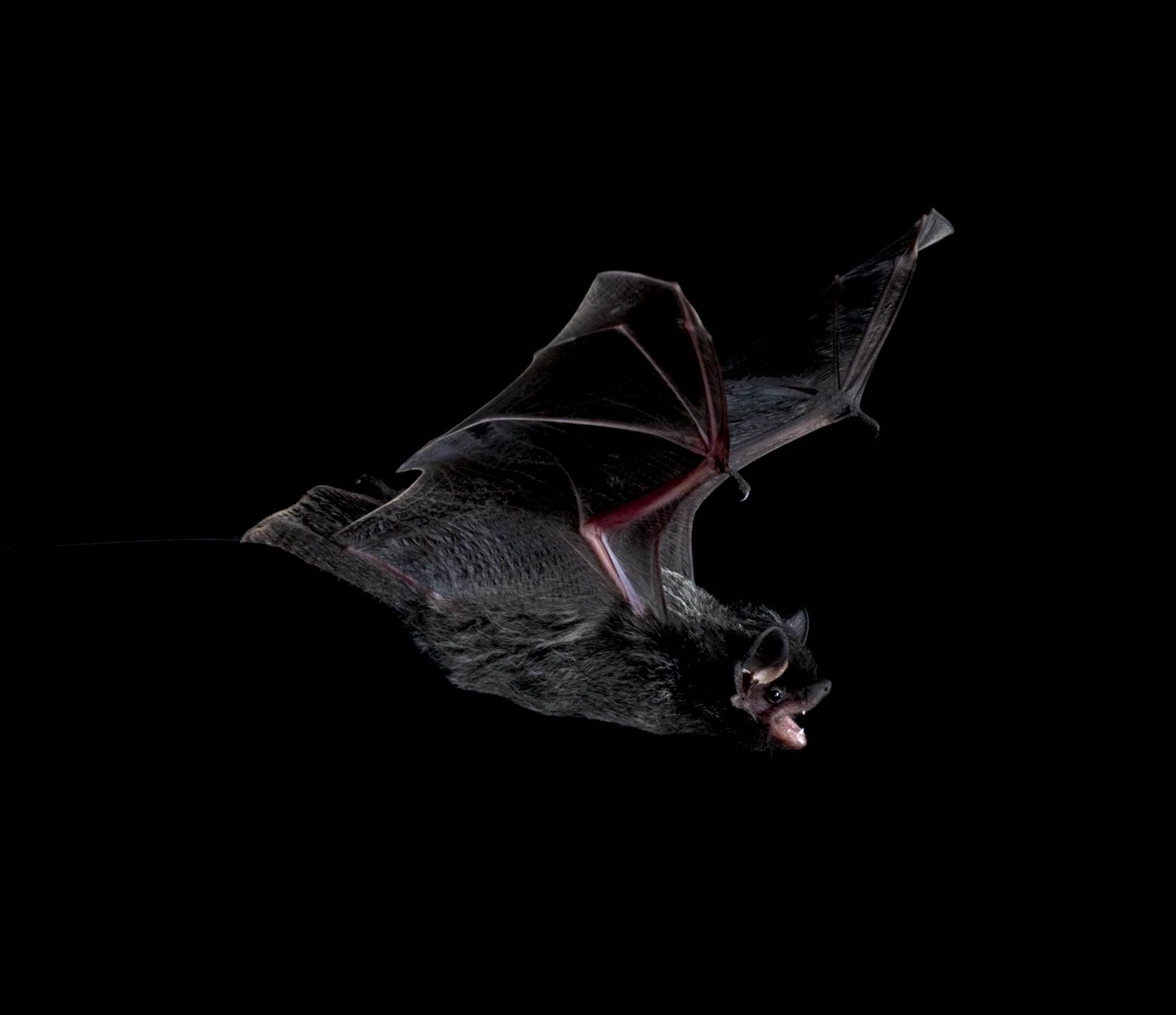 The Bats of Hubbard Brook - Hubbard Brook Ecosystem Study