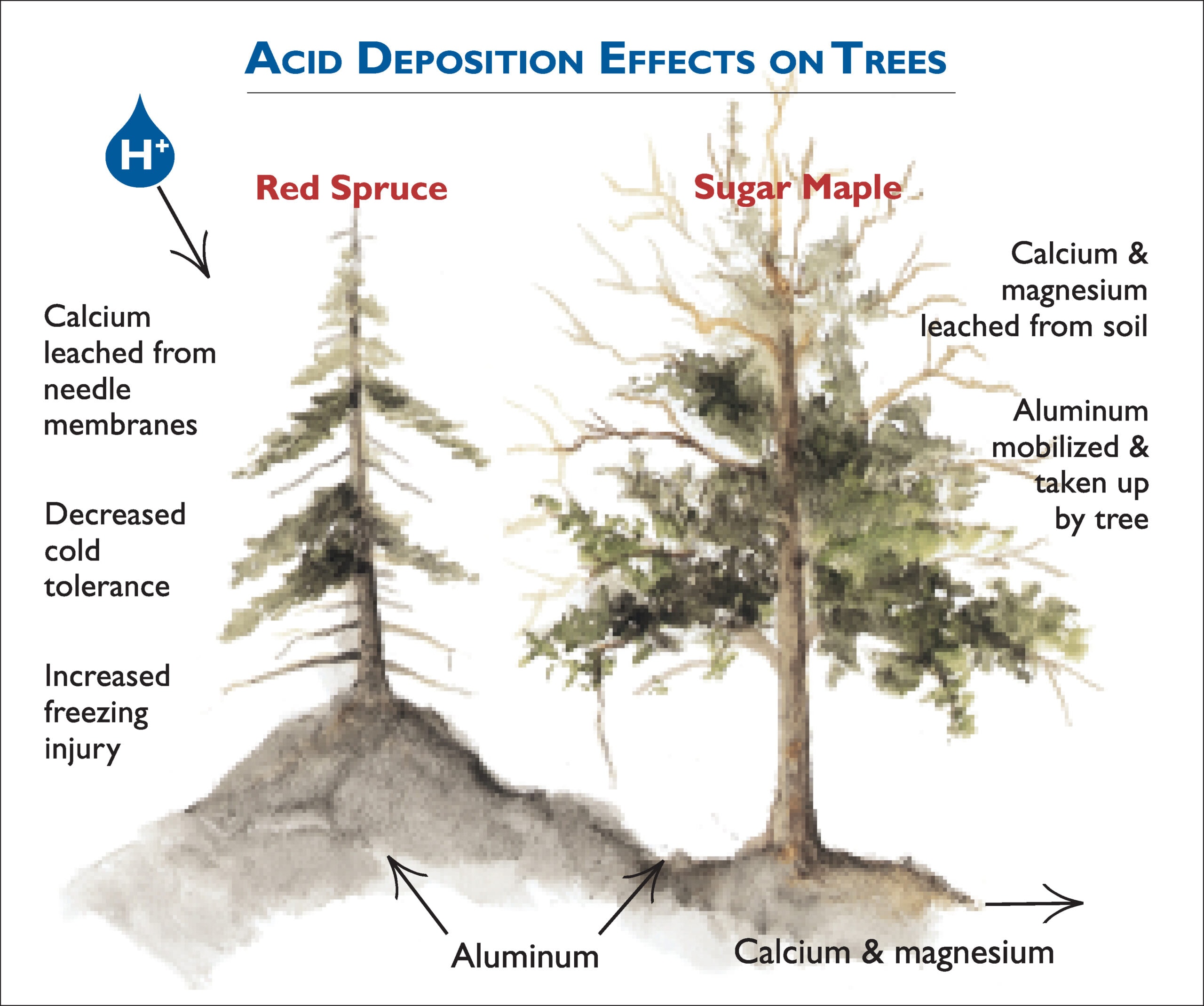 Ecosystem Effects of Acidic Deposition - Hubbard Brook Ecosystem Study