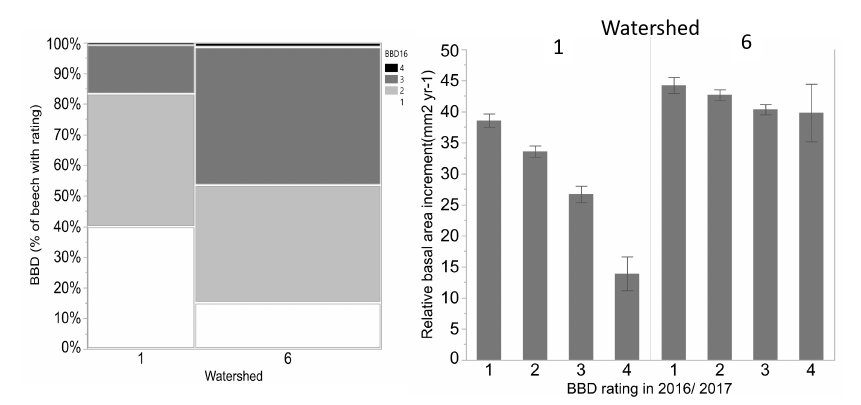 Figure 7. Differences in progression and impact of BBD on watershed 1 (calcium silicate addition and 6 (reference): the leftgraph shows the reference watershed has more cankering on the trees as more trees have severe (BBD 3 and 4 rating ­
darker gray) and the right graph shows the impact of greater cankering for growth is much more significant on the calcium
treated watershed where sugar maple is a stronger competitor.