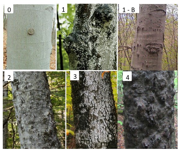 Figure 3. Current protocol for rating beech bark disease at HBEF: 0 = no signs of BBD, barksmooth; 1 = BBD present, but does not affect DBH measurement, lower bole mostly
uncankered; 1-B shows BBD 1 with bumps from bear claw marks; 2 = 1-3 cankers affect DBH
measurement; 3 = 3+ cankers distort DBH measurement; 4 = Cankers have coalesced and trunk
is completely disfigured usually with canopy dieback.