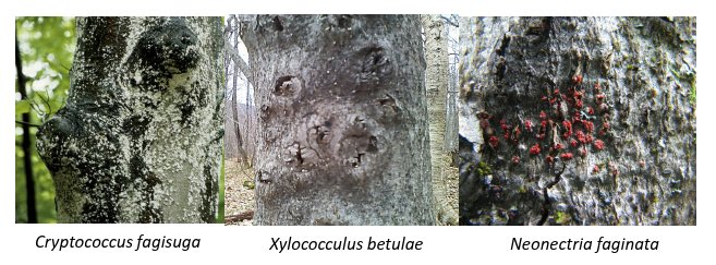 Figure 1. The primary organisms involved in the beech bark disease complex as manifested in Hubbardbrook Experimental Forest. The exotic scale insect is evident by white waxy excretions (left), the native scale insect makes raised cankers (middle) and the fungus is evident when the fruiting bodies emerge (right). 