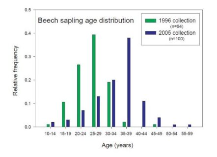 Figure 5. Beech sapling age distribution by frequency of age on Watershed 6. This graph shared by Tom Siccama in a 2005 “Dear Associates letter” that he used to share data within the HB community. Both sampling times suggest a cohort origin in the 1970-1975 timeframe. Survivors are now recruiting into tagged tree inventory accelerating shift in size distribution and density of smaller tagged beech.