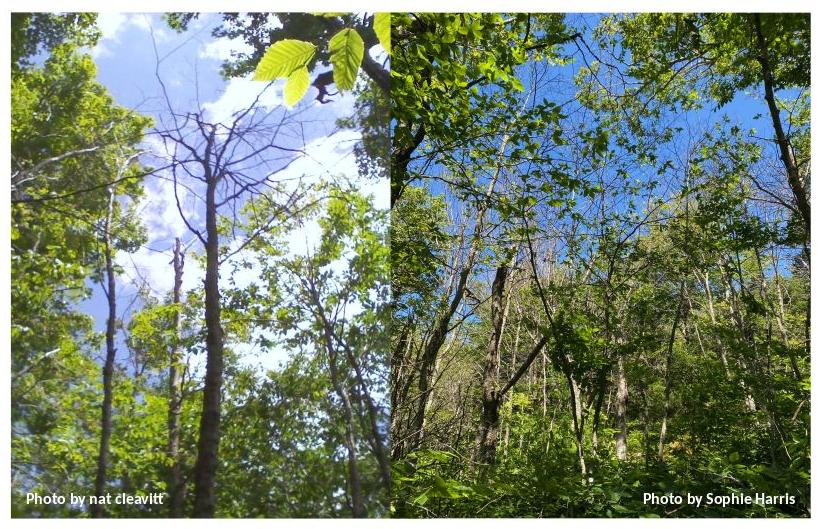 Figure 10. Photos taken in 2022 of canopy beech mortality in the upper slopes of the reference watershed 6 (left) and just west of this area (right).