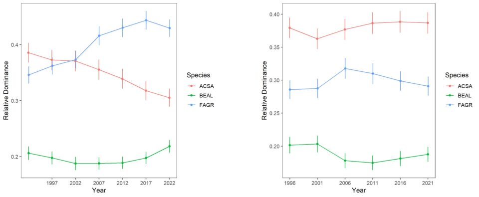 Thirty years of change in the relative dominance (proportion of total basal area) for three dominant tree species on reference watershed 6 and Ca-treated W1 based on 5-year surveys of all stems on the watershed. Error bars indicate 95% confidence intervals. 