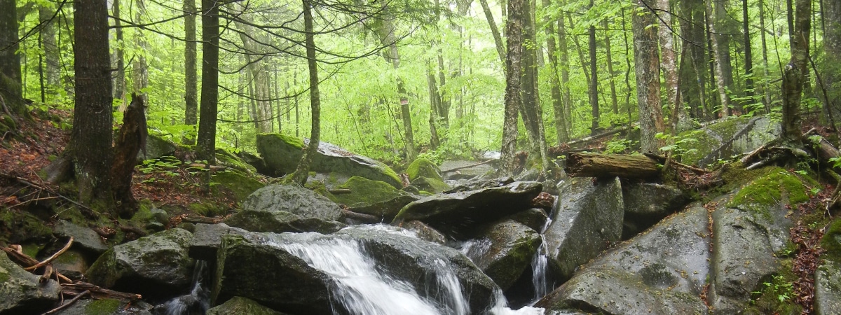 View into a forest with a forest stream in the center forground, water over wet rocks.