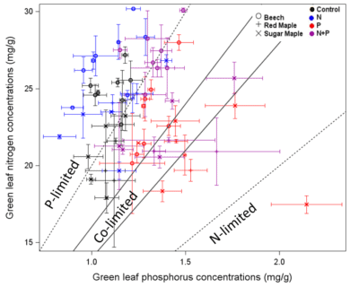 Figure 11. Foliar N and P concentrations for three tree species in northern hardwood forests in and near HB following five years of fertilization treatments (Gonzalez et al. in prep.)