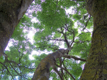 Figure 2. Crown shyness occurs when the crowns of fully stocked trees do not touch each other, which creates a canopy with channel-like gaps.