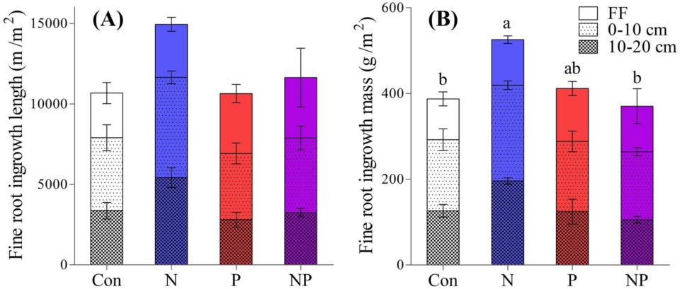 Fine root growth measured using ingrowth cores in three mature forest stands treated with N and P addition in a full factorial design A. root length and B. root biomass