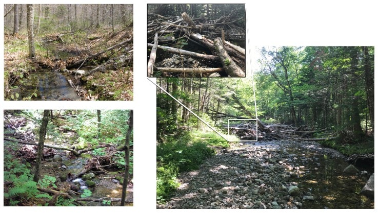 hubbard brook experimental forest conclusion