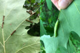 photographs showing caterpiller damage to leaf