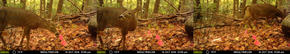 A deer leans in to examine an orchid on October 10. After appearing to be startled by the camera, it leaves. Photos: Moultrie Game Camera, courtesy of Nat Cleavitt