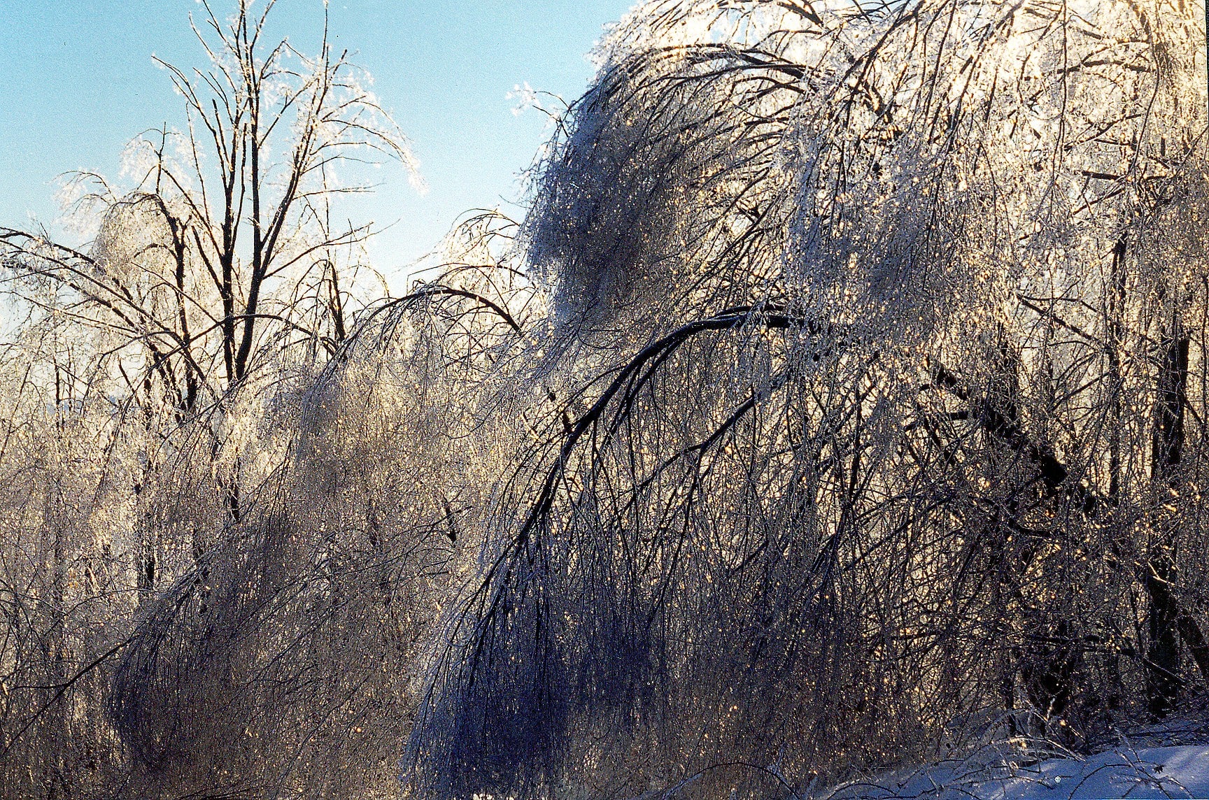 1998 Ice Storm at Hubbard Brook. Photo: Jennifer Pett-Ridge