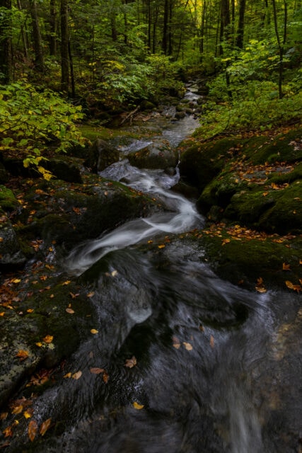 View of meandering forest stream
