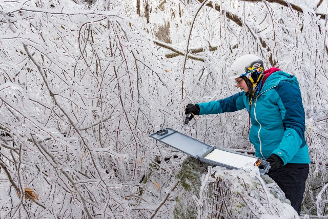 woman in blue jacket and white helmet surrounded by ice-covered branches taking measurements