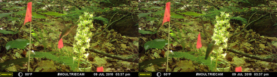 A ruby-throated hummingbird hovers near several flowers on a roundleaved orchid spike. Photo: Moultrie Game Camera.