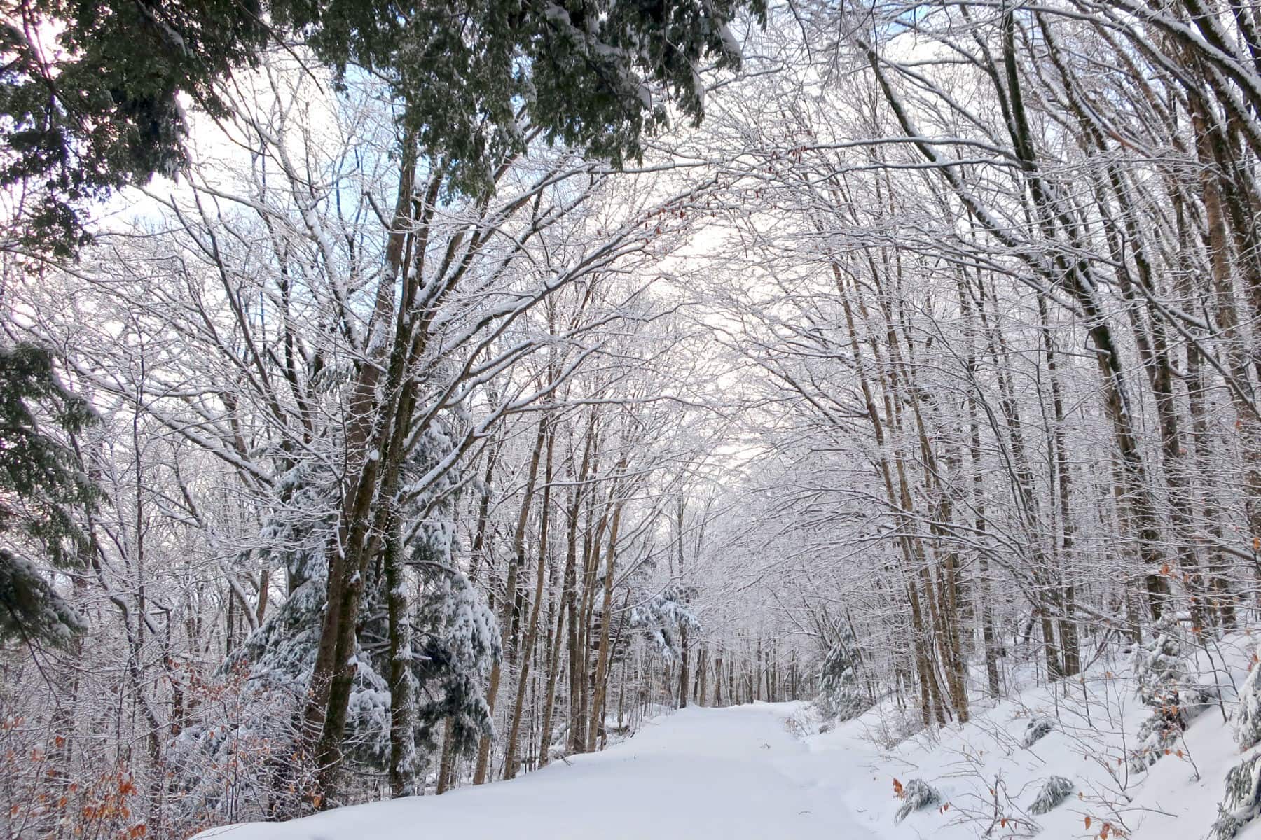 Winter Woods Tree Washi Set – The Journal Effect